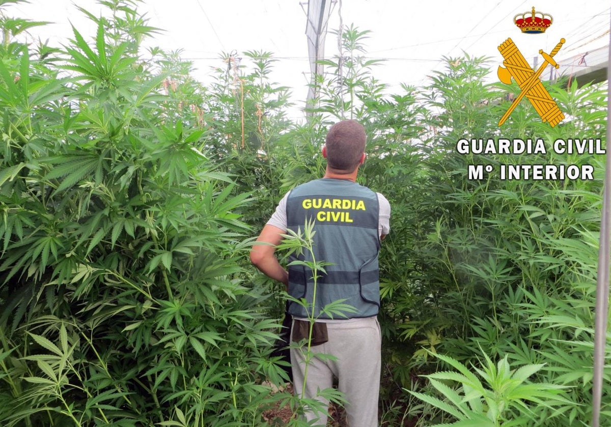 Un agente de la Guardia Civil, en el desmantelamiento de una plantación de marihuana.