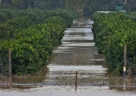 Asaja pide incluir a Jimena como zona afectada por la DANA tras los daños en cultivos de aguacates