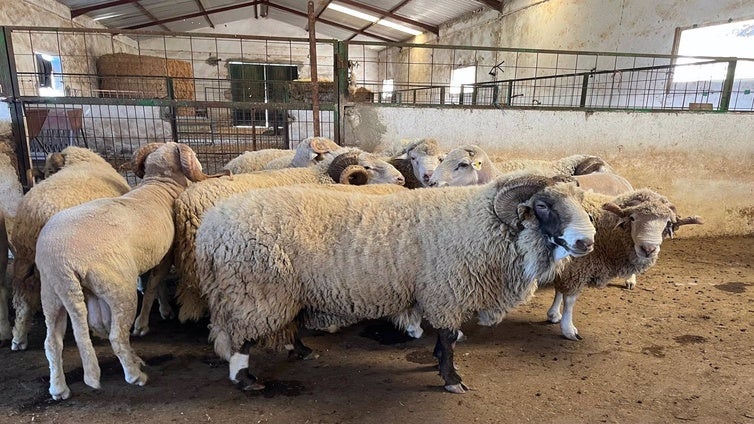 Más de 40 expertos participan en Grazalema en un taller sobre razas ganaderas autóctonas amenazadas