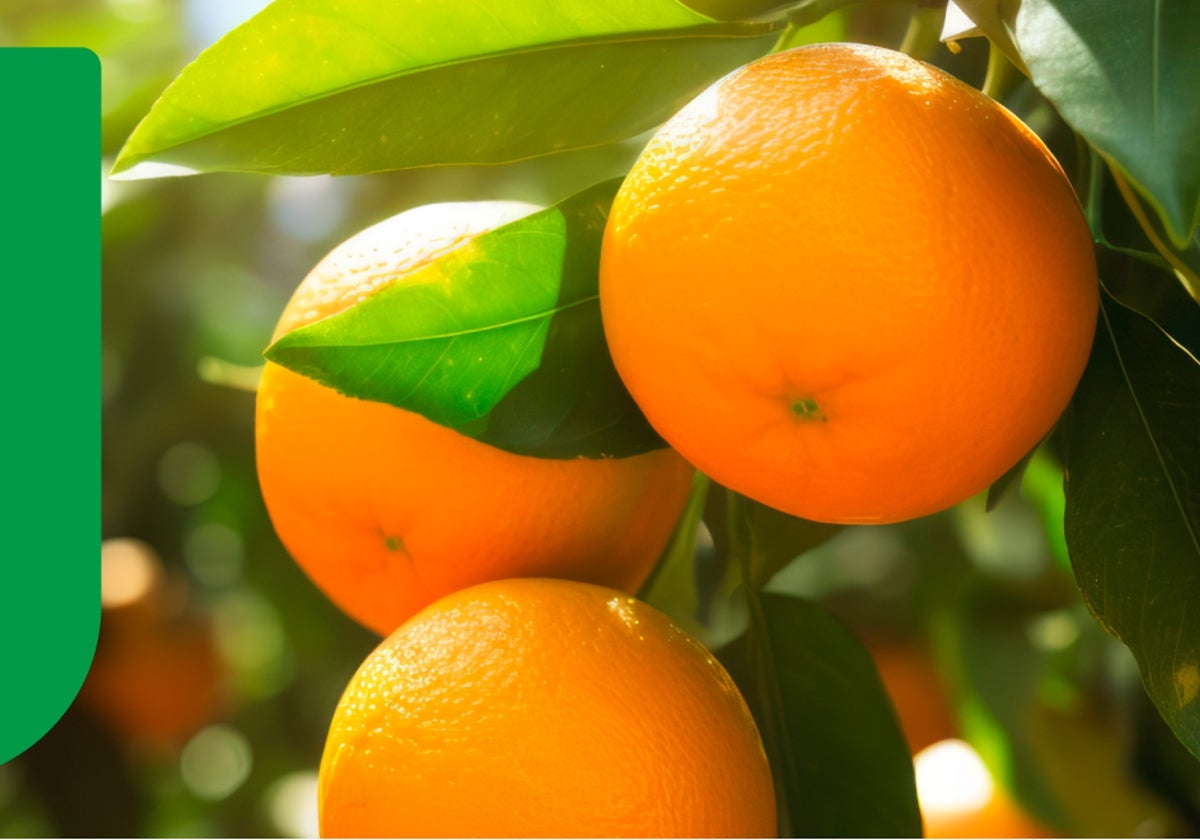 Mercadona manda un comunicado sobre el origen de sus naranjas: esta es su procedencia