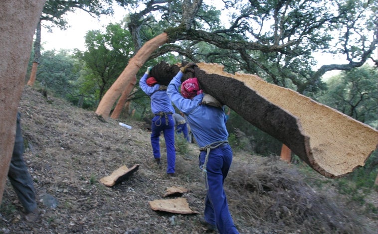 Imagen principal - Varios momentos del trabajo de los arrieros sacando corcho en el Parque Natural de los Alcornocales en Cádiz