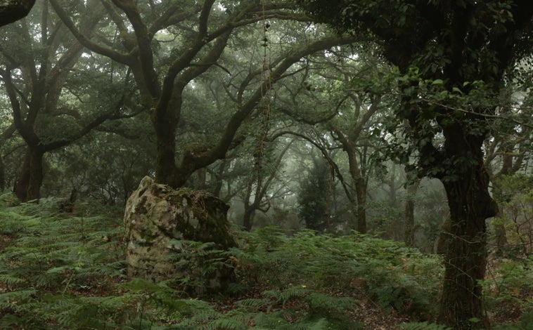 Imagen principal - Bosque de Niebla | Localización del Parque Natural de los Alcornocales | 'La seca', la última novela de Txani Rodríguez