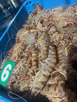 El langostino de Sanlúcar llega con precios más caros por la falta de género en la lonja: «Esta Navidad se van a comer más gambas»