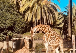 Nace una nueva cría de jirafa en el Zoo de Jerez