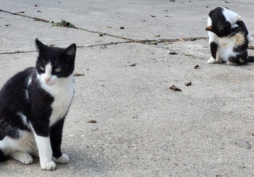 Controlar las colonias felinas: la Autoridad Portuaria de Cádiz se marca este objetivo tras contabilizar unos 270 gatos en sus instalaciones