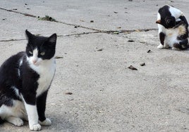 Controlar las colonias felinas: la Autoridad Portuaria de Cádiz se marca este objetivo tras contabilizar unos 270 gatos en sus instalaciones