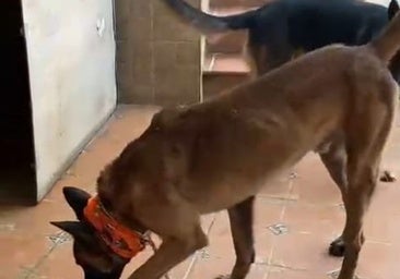 Chiclana traslada sus perros abandonados a Málaga: «No podíamos quedarnos de brazos cruzados»