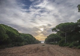 PSOE pide parar con la tala de árboles en  La Breña y la Junta afirma que forma parte del plan contra incendios del INFOCA