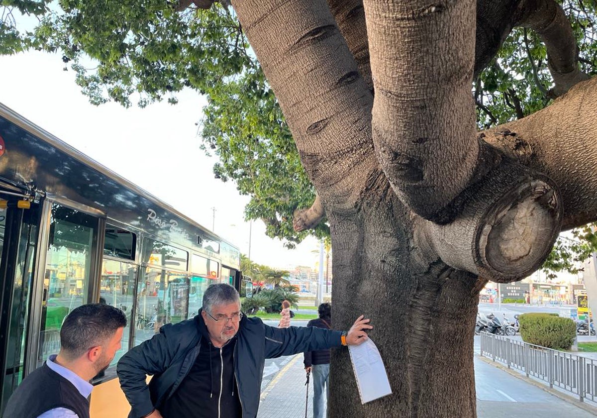 Un hombre, aún mareado tras toparse con el árbol que hay en el inicio de la Cuesta de las Calesas de Cádiz