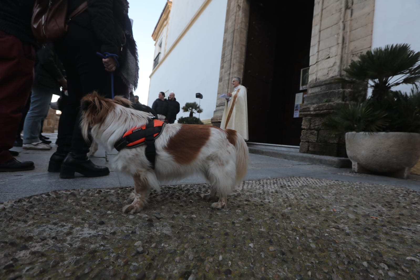 Bendición a las mascotas gaditanas en la festividad de San Antonio Abad