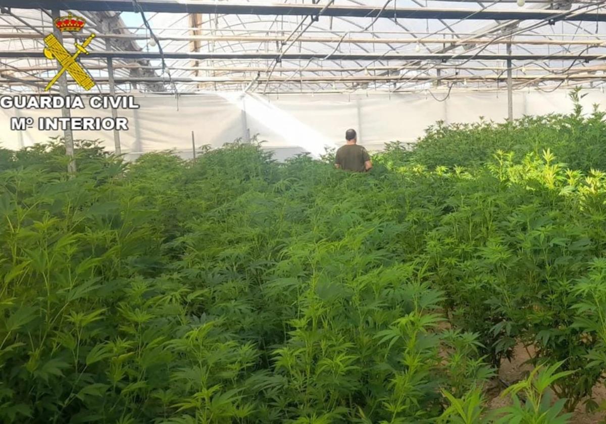 Imagen de archivo de una plantación de marihuana.