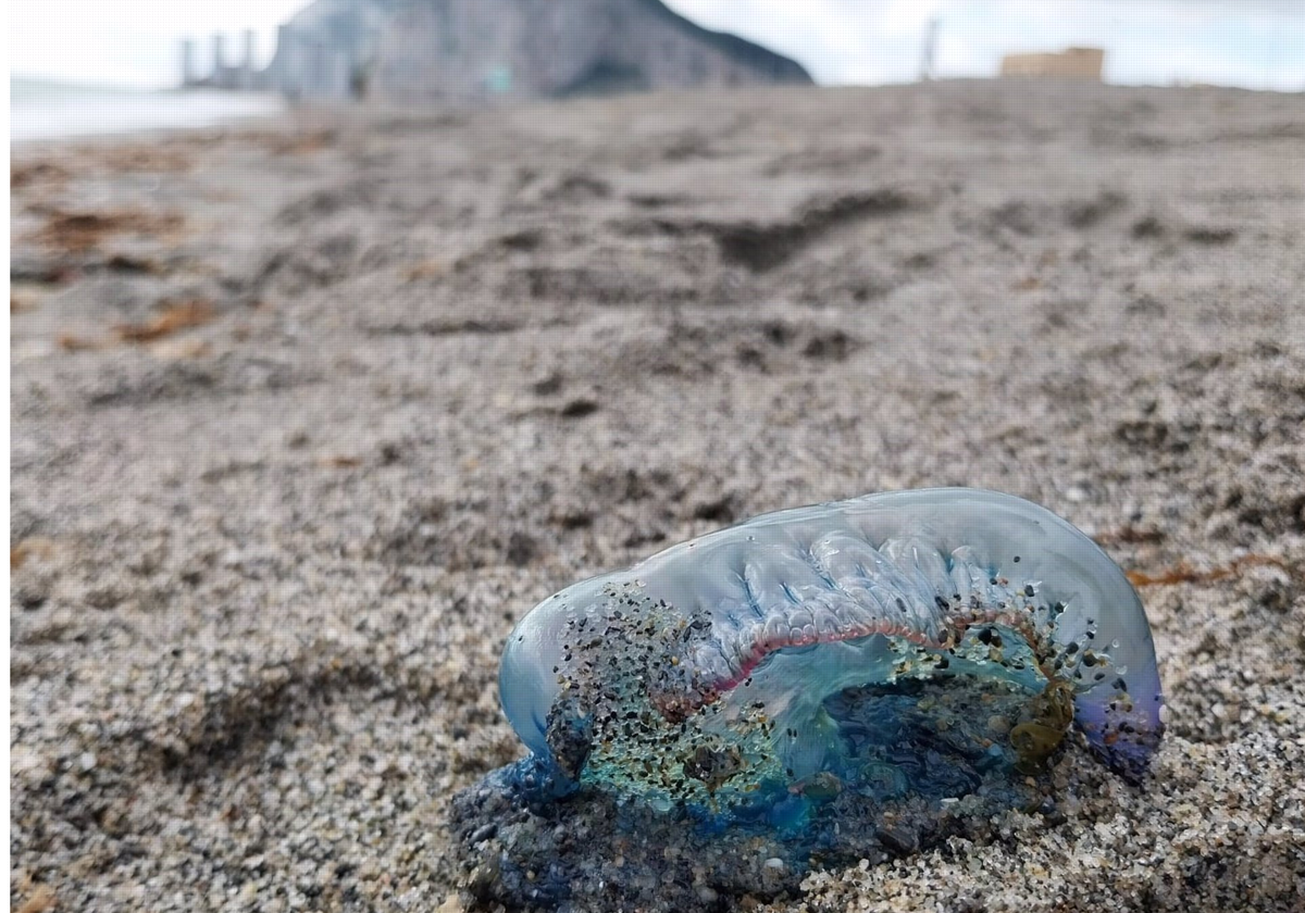 Una carabela portuguesa en una de las playas de La Línea con el Peñón de Gibraltar de fondo