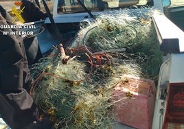 Golpe a la pesca ilegal de ostiones y erizos de mar: incautan más de 200 metros de redes en la playa de la Caleta de Cádiz