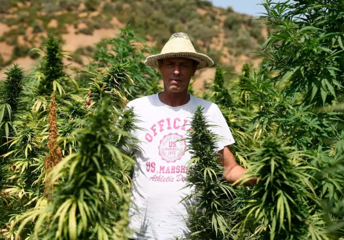 Un cultivador de una plantación de cannabis en Zaouiat Alarab (Chaouen, Marruecos).