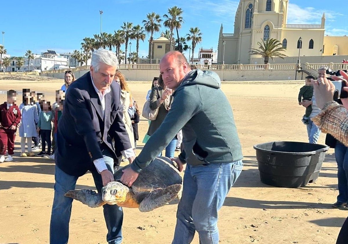 Una de las tortugas liberadas en Chipiona