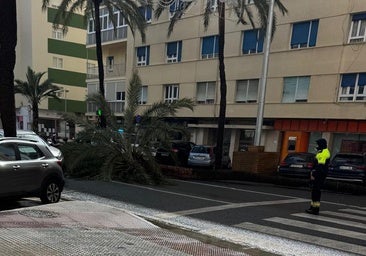 El viento derriba una palmera en Cádiz y provoca un atasco en la Avenida principal