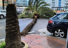 El viento derriba una palmera en Cádiz y provoca un atasco en la Avenida principal