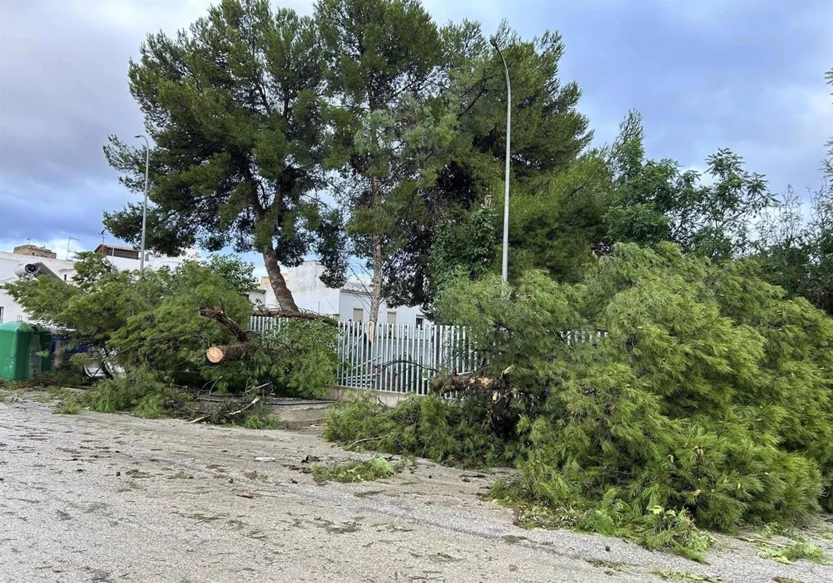 Árboles caídos en Trebujena tras el paso de la borrasca Bernard