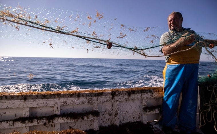 Imagen principal - La solución al alga invasora en las playas de Cádiz necesita un cambio en la ley