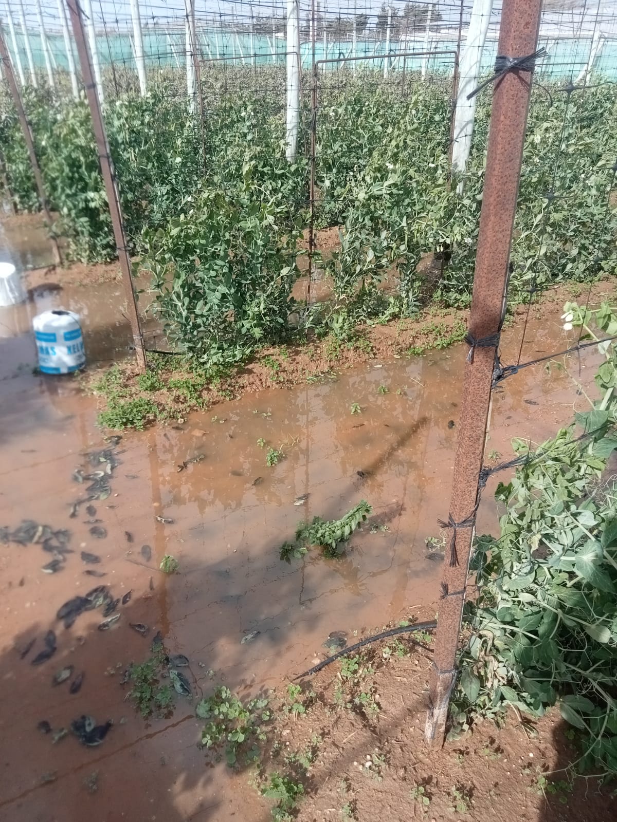 El agua cubre los cultivos de la Costa Noroeste