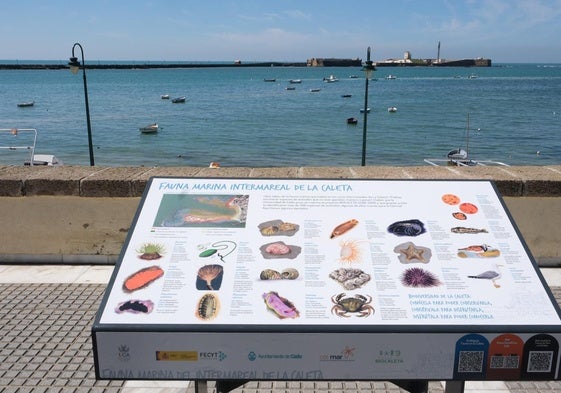 Nueva edición de la guía visual de la fauna y flora marina de La Caleta.