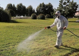 Alerta mosquitos en Cádiz: en primavera-verano, su incidencia «será alta»