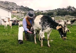 Tiene menos de 500 habitantes y es conocido por su increíble queso: así es el pueblo más alto de Cádiz
