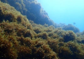 La ingesta de alga invasora por parte de los erizos de mar tiene efectos negativos