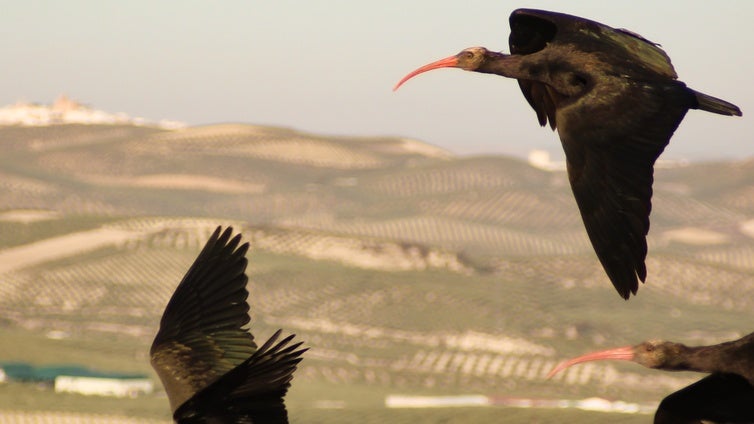 Disparan y matan a un ejemplar de Ibis Eremita de la colonia gaditana