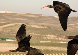 Disparan y matan a un ejemplar de Ibis Eremita de la colonia gaditana