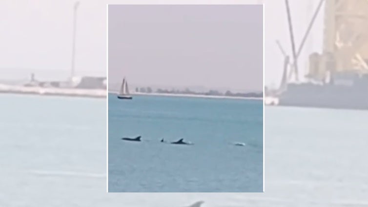 Un hombre estaba en la Bahía de Cádiz y se encontró con un numeroso grupo de calderones: «Vienen a buscar comida»