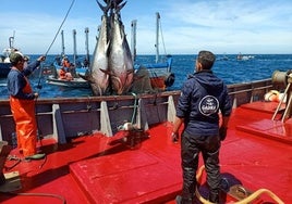 La primera 'levantá' de atunes se retrasa en Cádiz por el conflicto con los inspectores de pesca