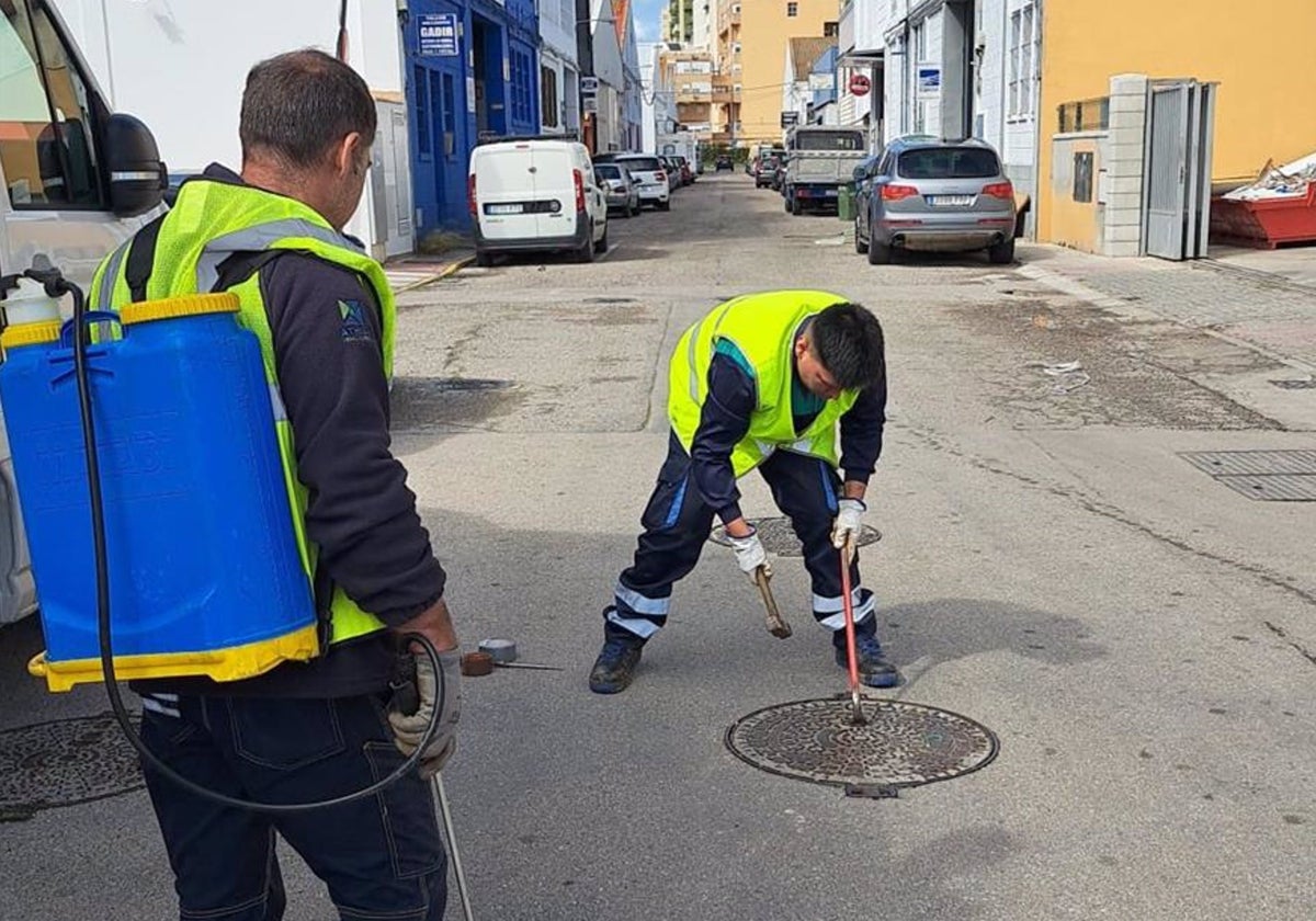 Plan de choque para controlar las cucarachas en Cádiz
