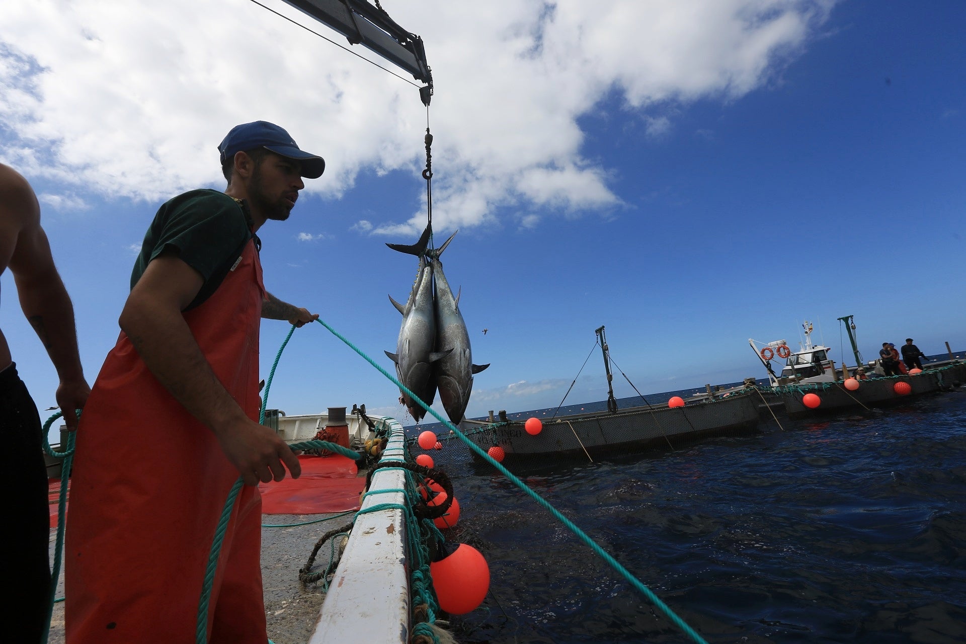 La primera levantá de atunes, en imágenes
