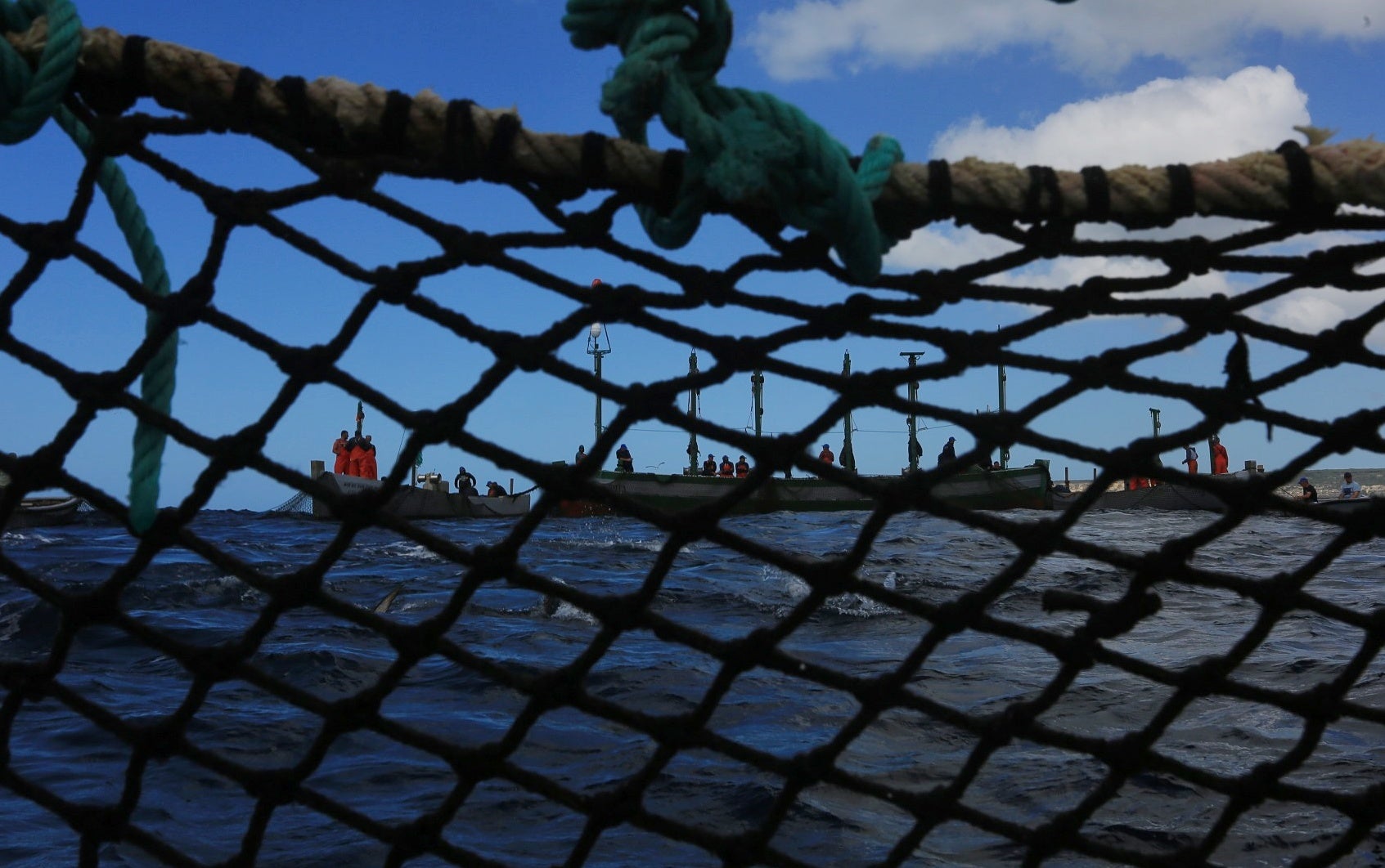 La primera levantá de atunes, en imágenes