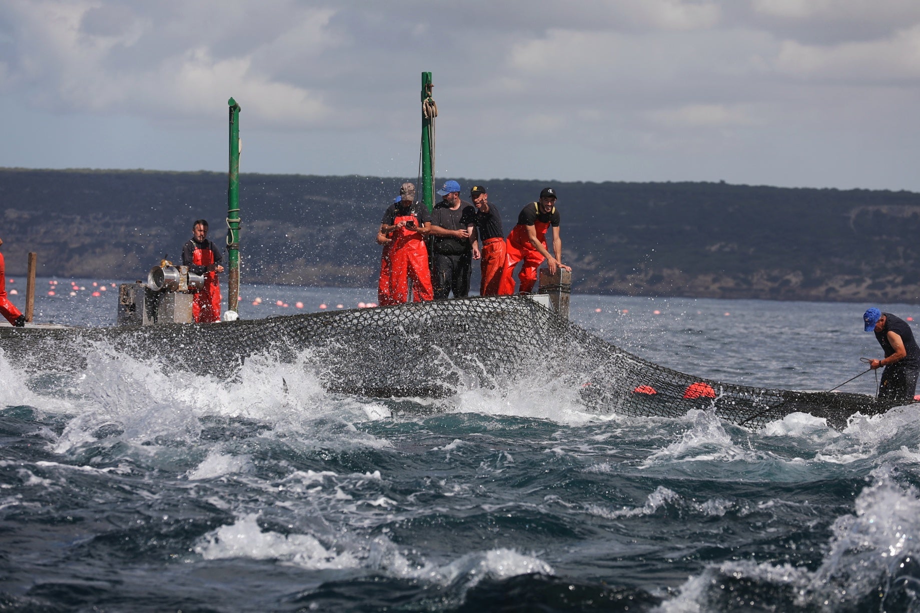 La primera levantá de atunes, en imágenes