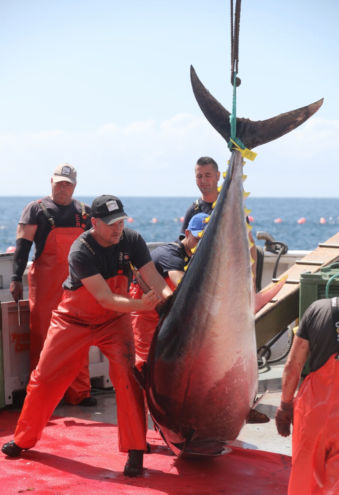 La primera levantá de atunes, en imágenes