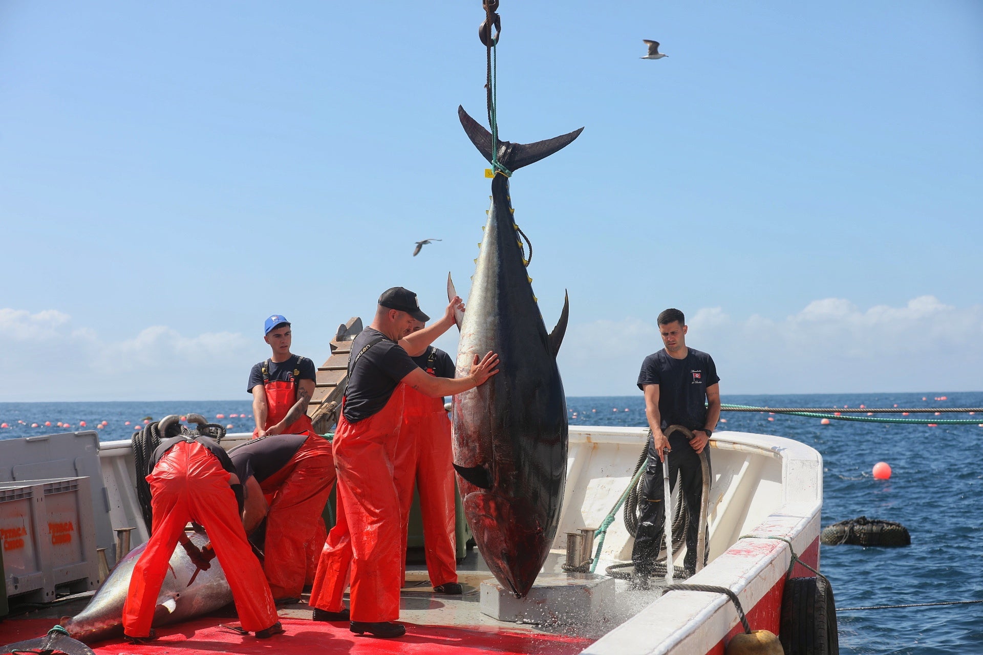 La primera levantá de atunes, en imágenes