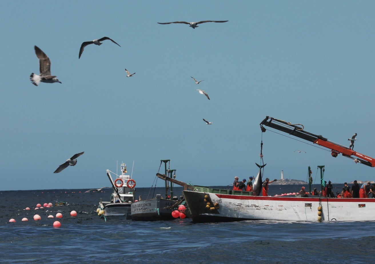 La primera levantá de atunes, en imágenes