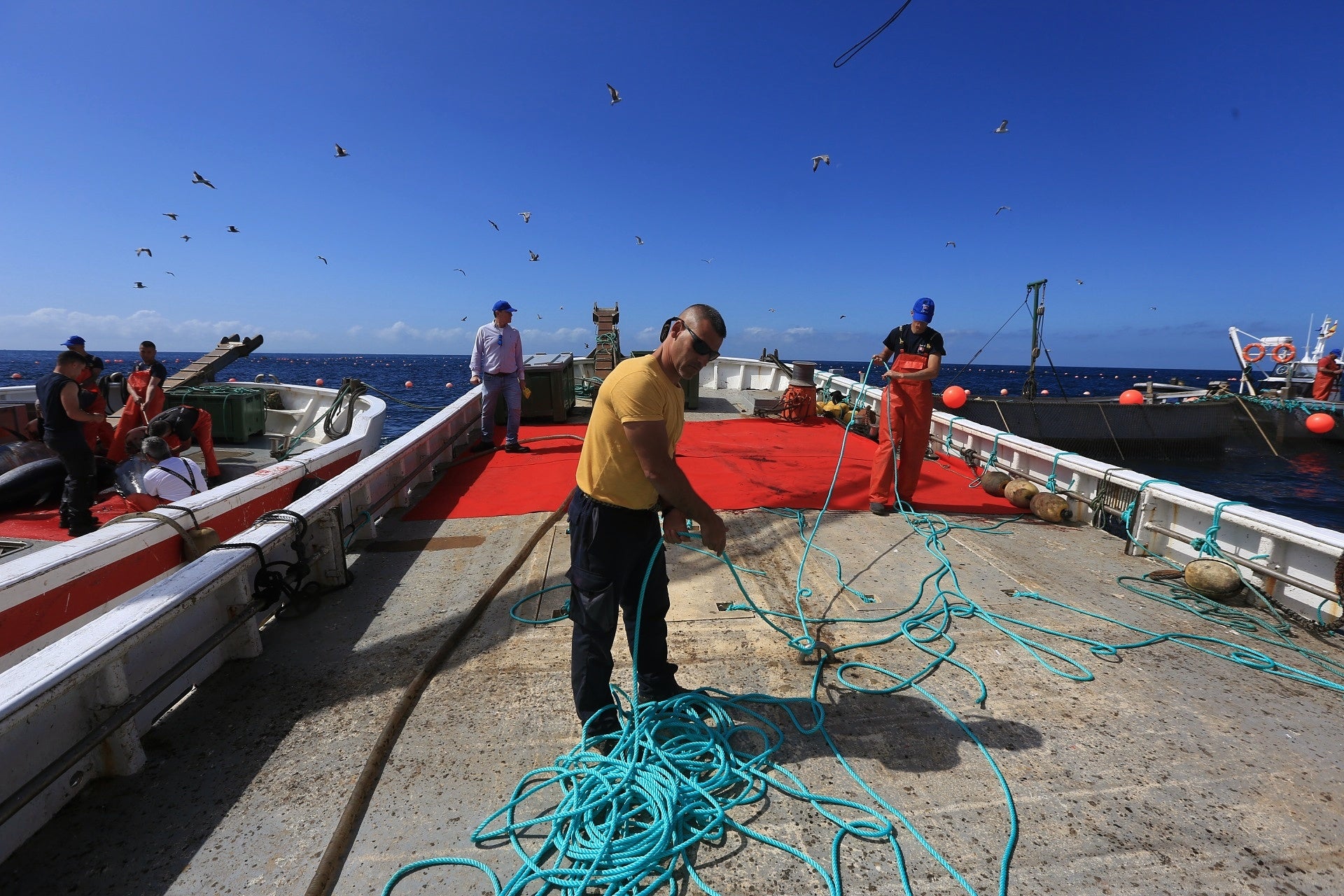 La primera levantá de atunes, en imágenes