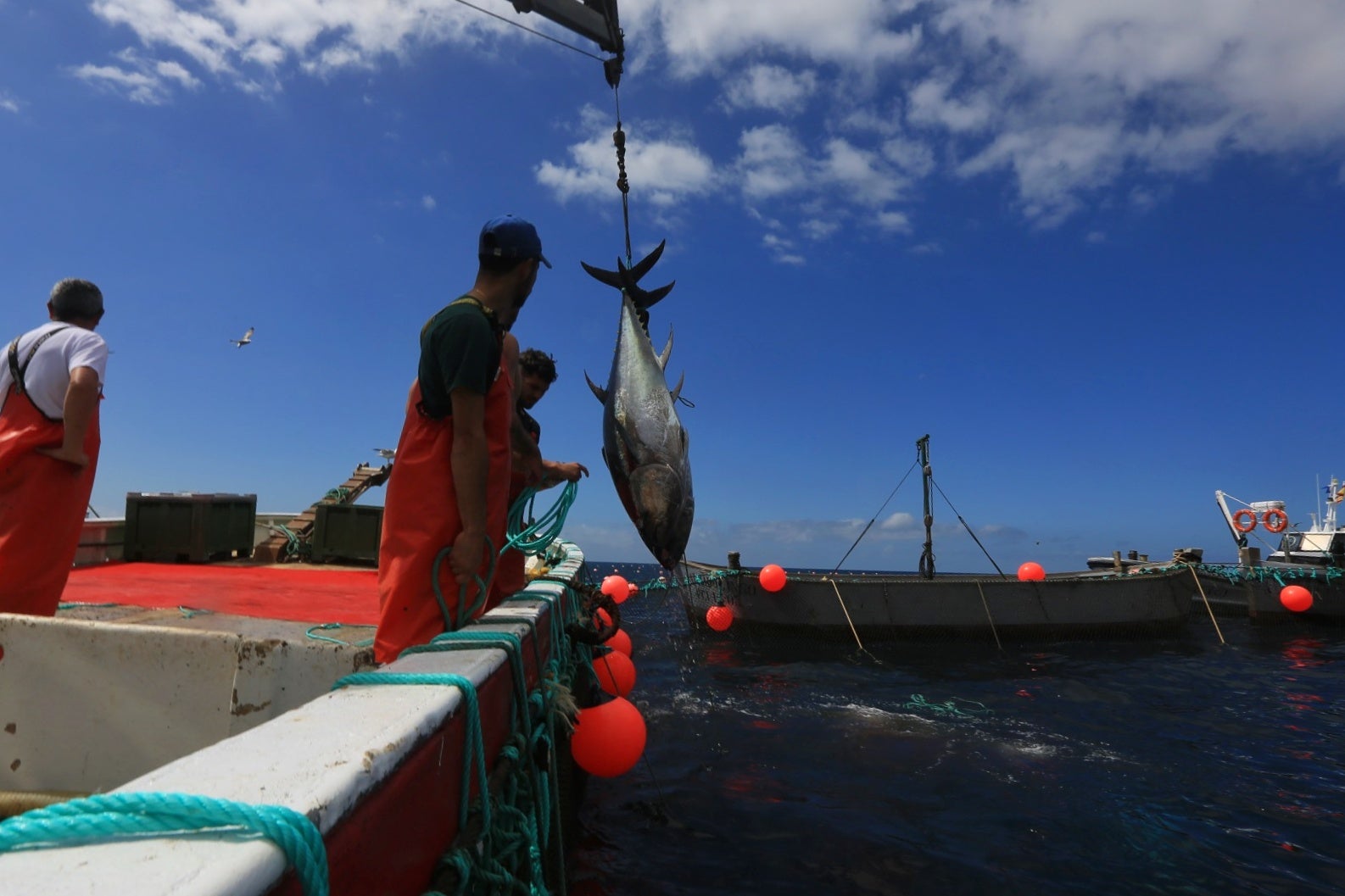 La primera levantá de atunes, en imágenes