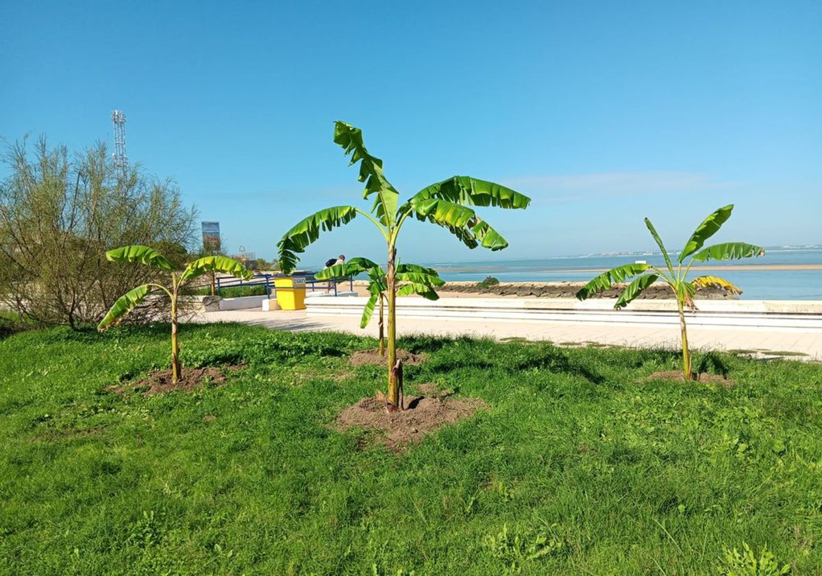 Puerto Real planta 322 árboles de 27 especies distintas