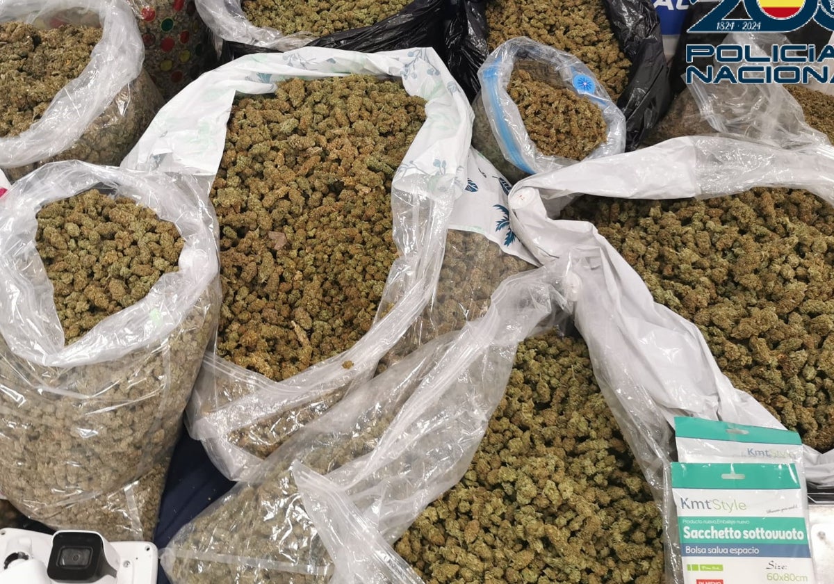 Cogollos de marihuana listos para ser vendidos e intervenidos en un operativo en Sanlúcar.