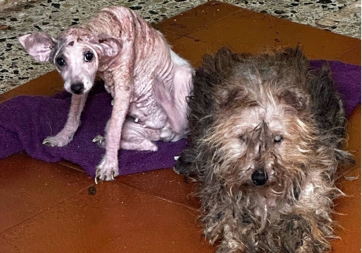 Dos perros rescatados por la Policía Local de Algeciras y que estaban en situación de abandono