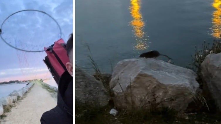 Alertan de una nueva plaga en El Puerto de Santa María: «¡Es que no es normal!»