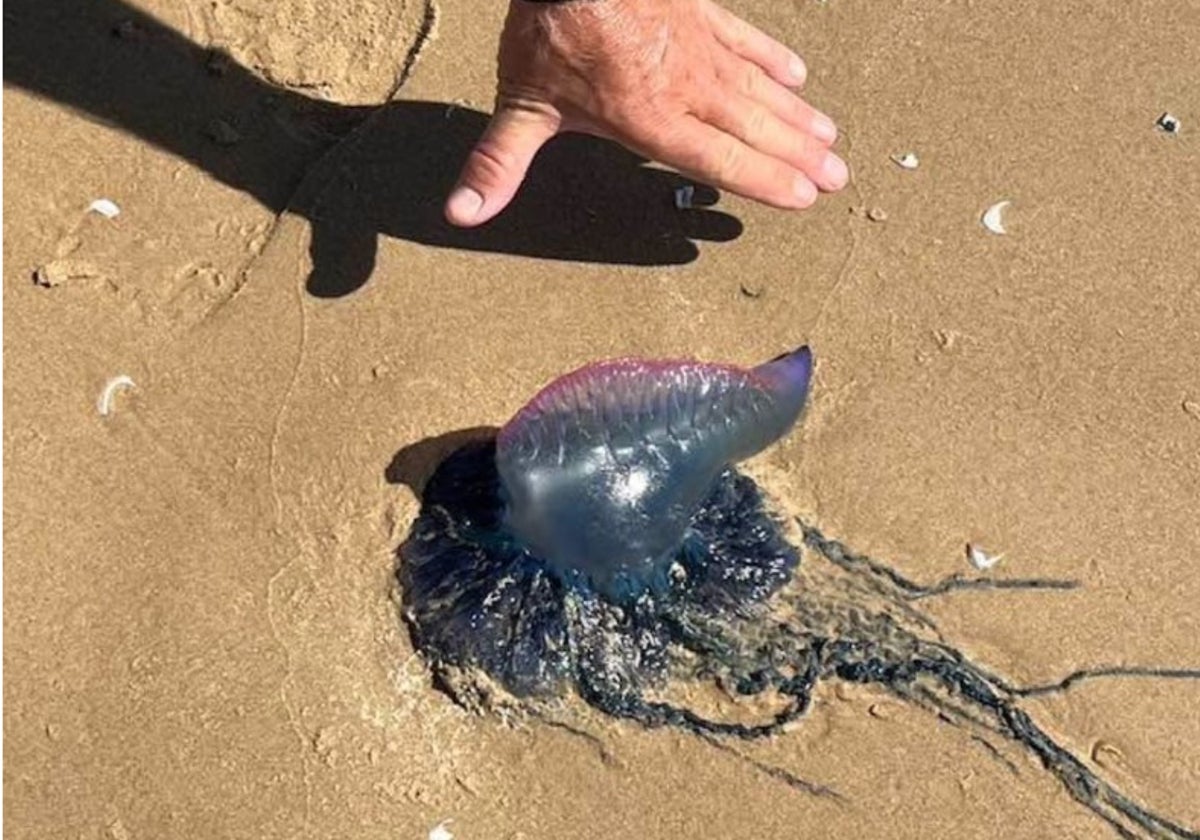 Carabela portuguesa del tamaña de una mano en la playa de Valdelagrana