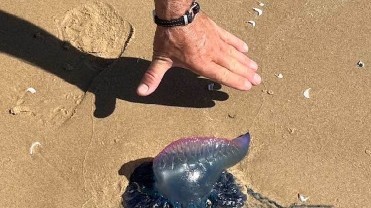 Avistan varias carabelas portuguesas en la playa de Valdelagrana, en El Puerto