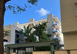 Ecologistas denuncian que el futbolista del Sevilla, Suso, ha pedido que talen un árbol junto a su chalet de Bahía Blanca