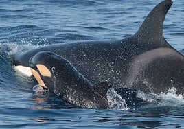 Los contactos entre orcas y embarcaciones en el Estrecho se redujeron un 40% en 2024