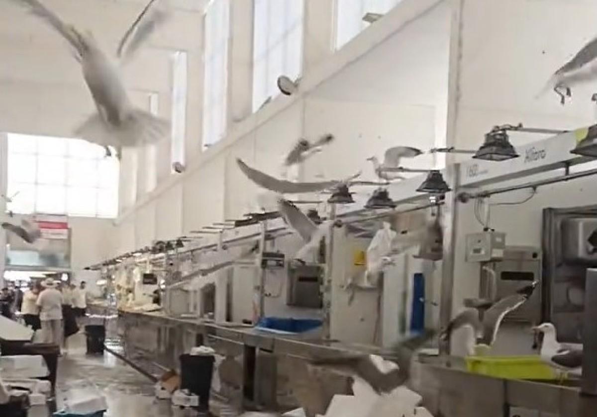 Las gaviotas invaden la plaza de abastos de Cádiz